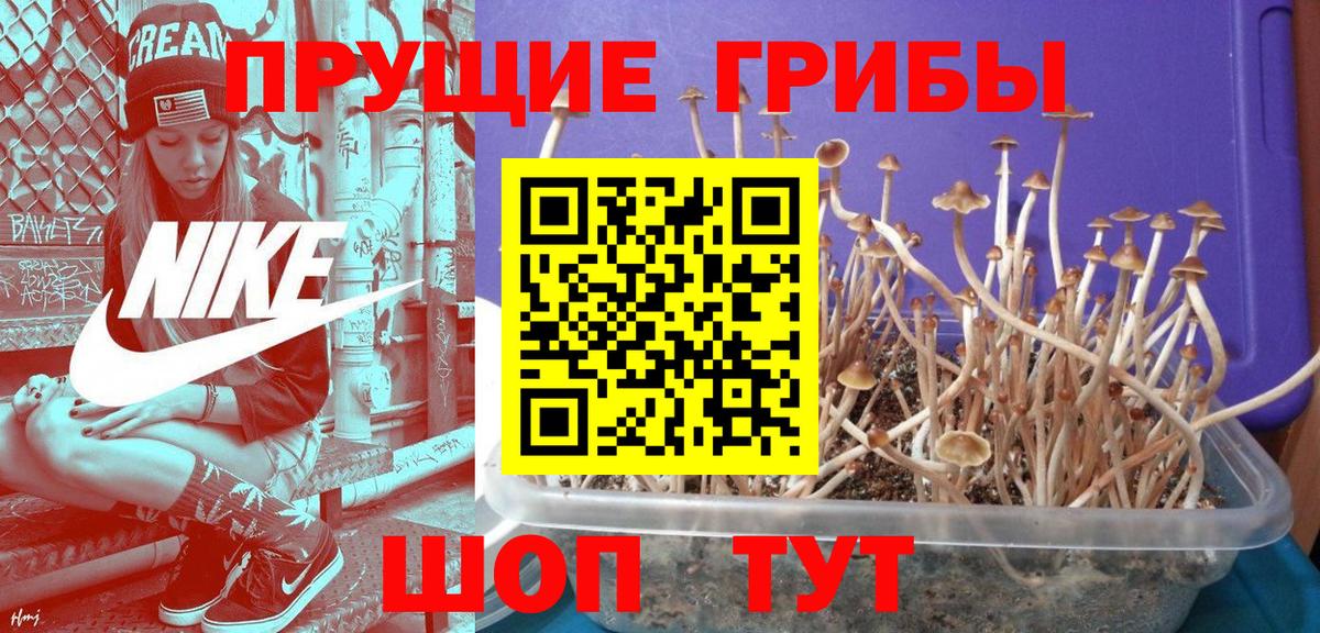 Новый Уренгой  купить наркотик  Вход с VPN  Псилоцибиновые грибы GOLDEN TEACHER 
